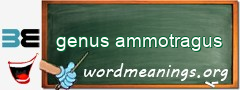 WordMeaning blackboard for genus ammotragus